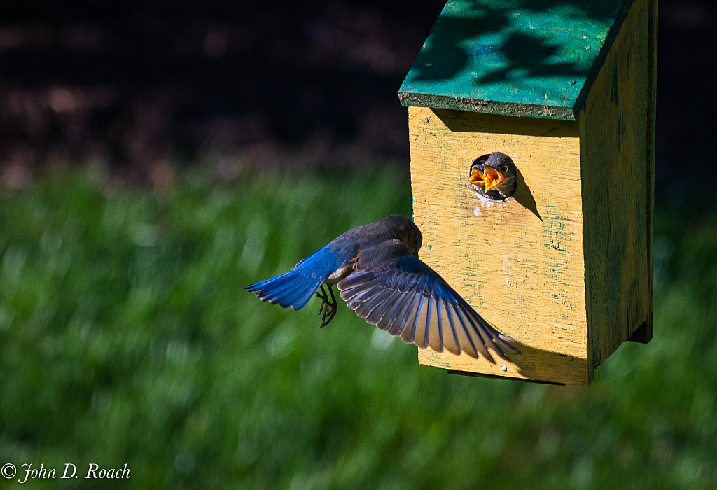 Two Peeps - ID: 15815652 © John D. Roach