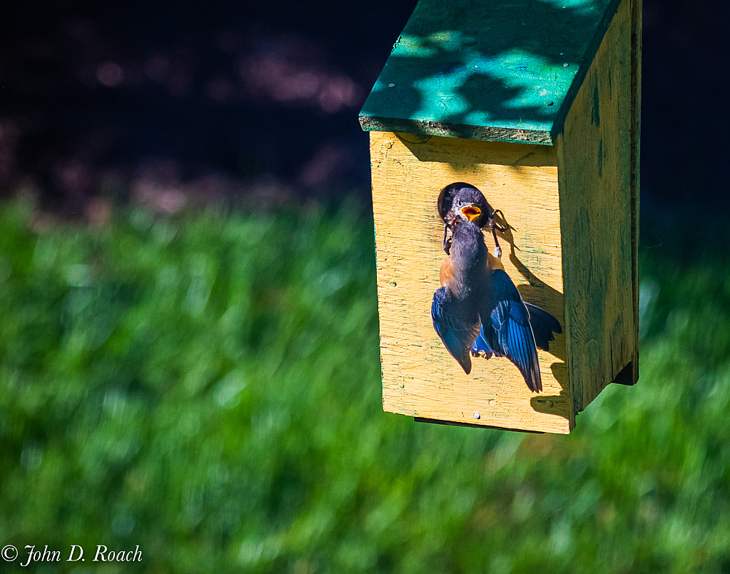 Feeding Time - ID: 15815654 © John D. Roach