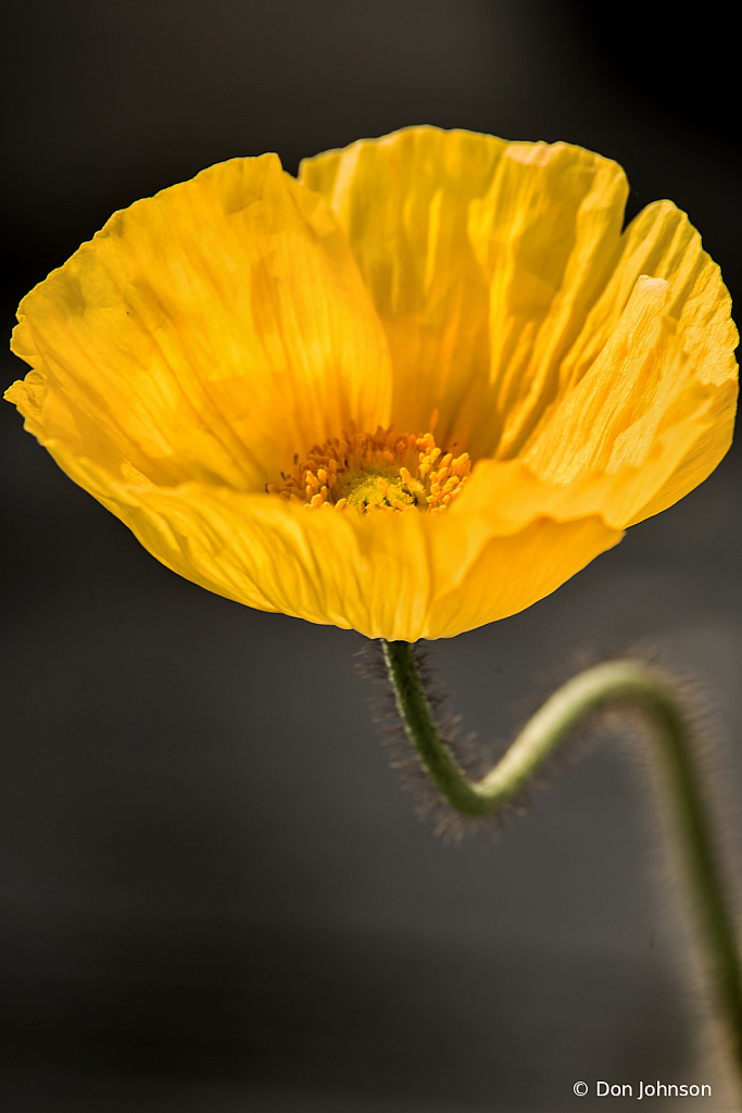 Another Yellow Spring Poppy 4-5-20 397 - ID: 15815689 © Don Johnson