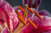 Stargazer Lily