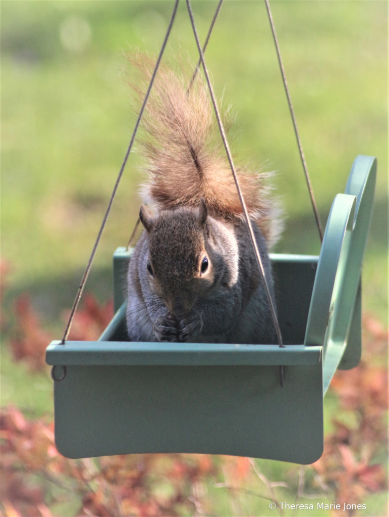 Sammy the Squirrel - ID: 15815717 © Theresa Marie Jones
