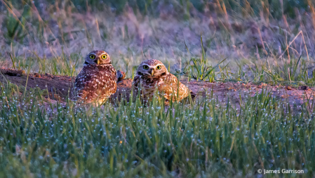 The Early Birds