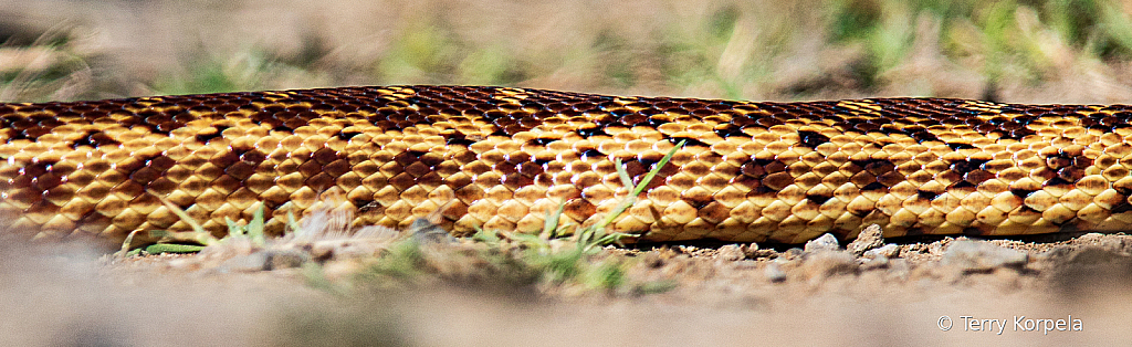 Gopher Snake