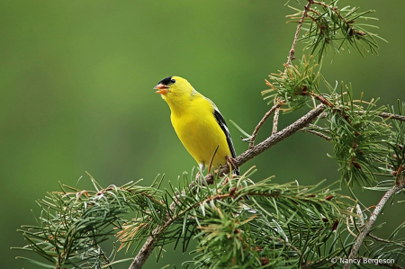 American Goldfinch