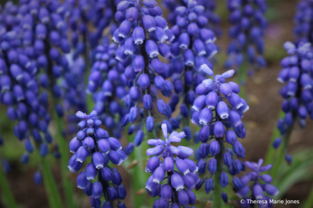 Grape Hyacinths