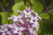 Common Lilac