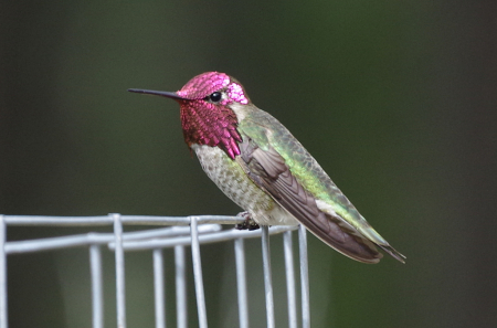 Hummingbird on wire
