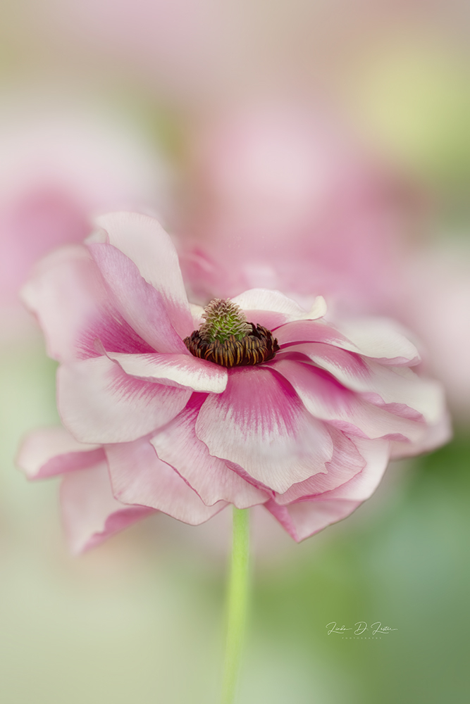 Dancing Butterfly Ranunculus 