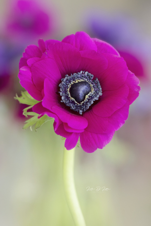 The of the Anemone Flower