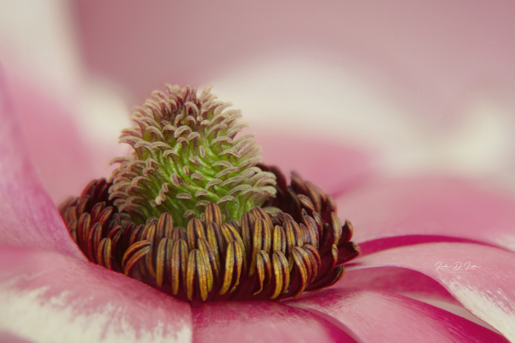 The Center of the Butterfly Ranunculus