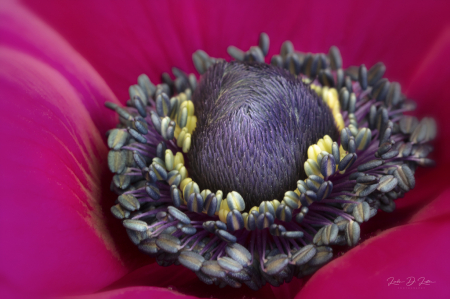 The Center of a Pink Anemone