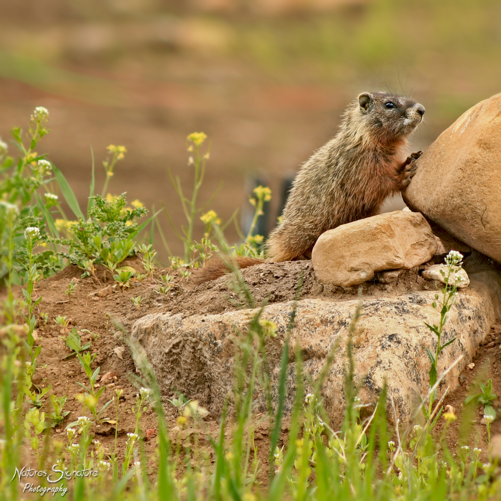 ~ Where's Mom ~ - ID: 15815965 © Trudy L. Smuin