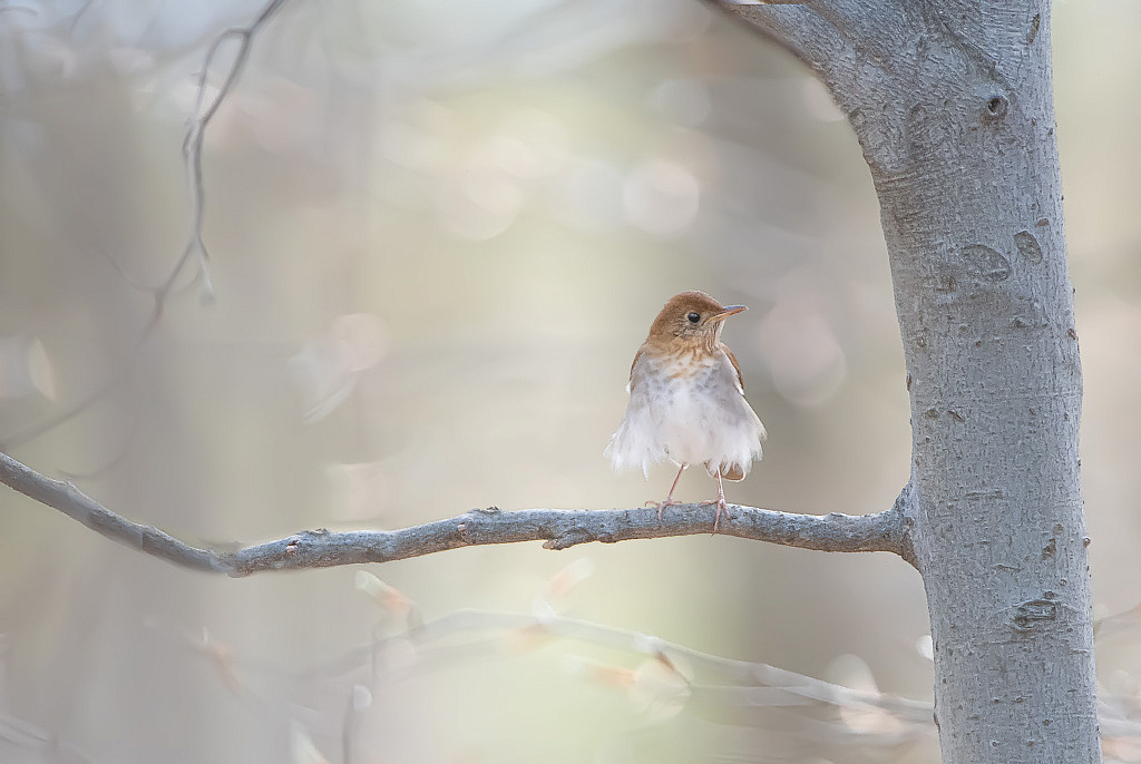 April 2020 Photo Contest Grand Prize Winner - Hermit Thrush