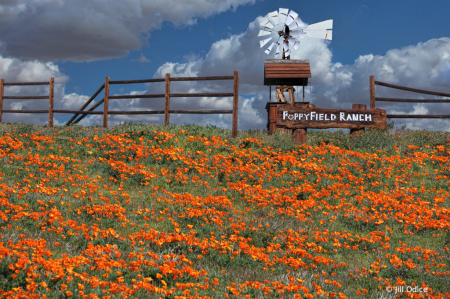 Poppie Field Ranch