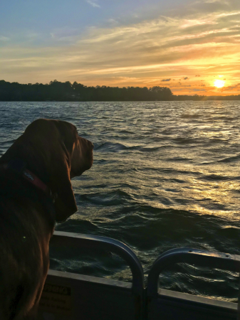 Lulu admiring the sunset 