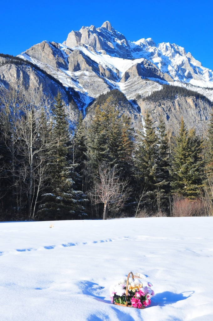 Cascade mountain flowers