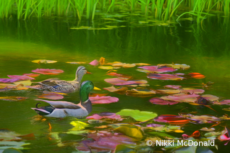 Mallard Pair in Lily Pond