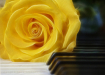 Sonata in Yellow ...