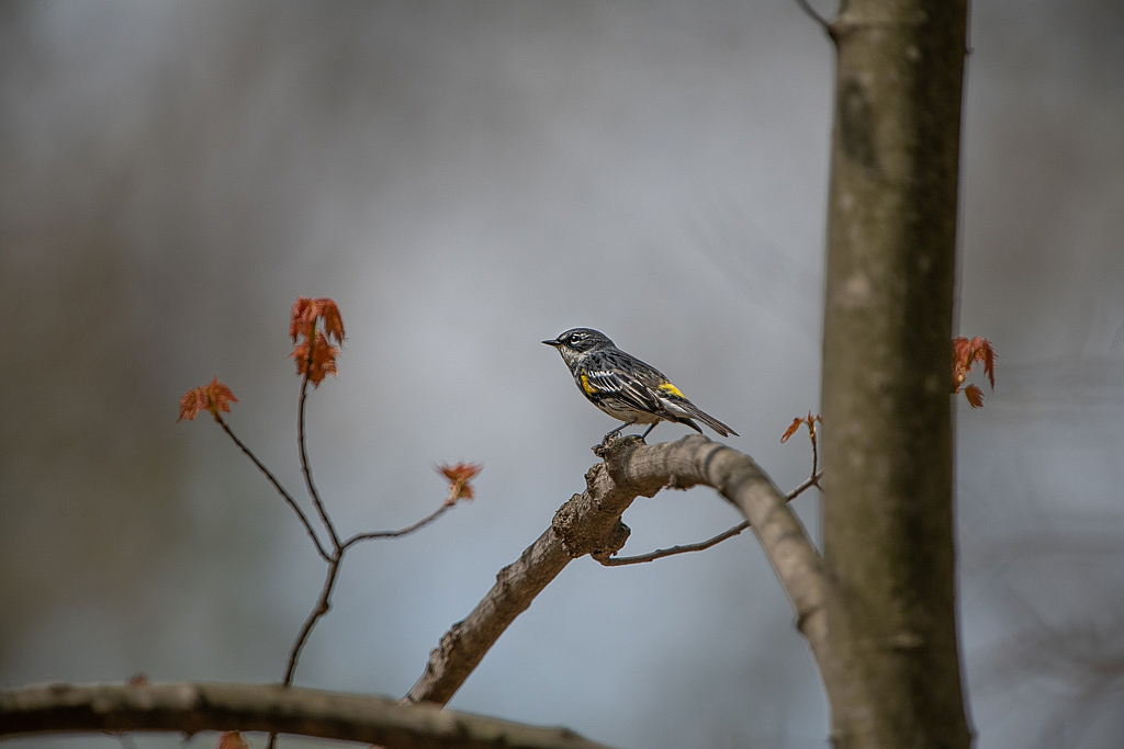 Yellow Rumped Warbler in the Woods Today