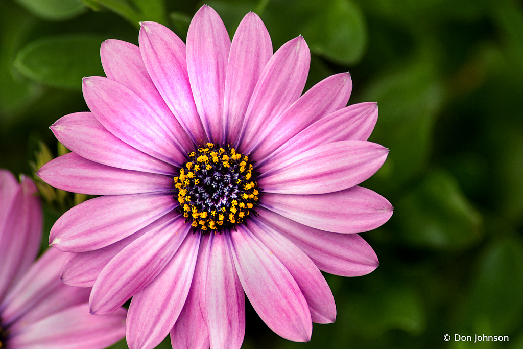 Osteospermum Purple 4-25-20 195