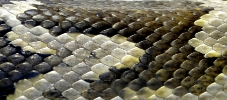 Snakeskin Pattern