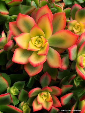 ~ ~ FLORAL SUCCULENT ~ ~ 