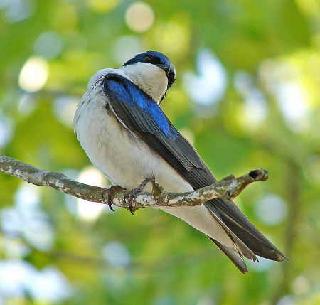 Tree Swallow Poser