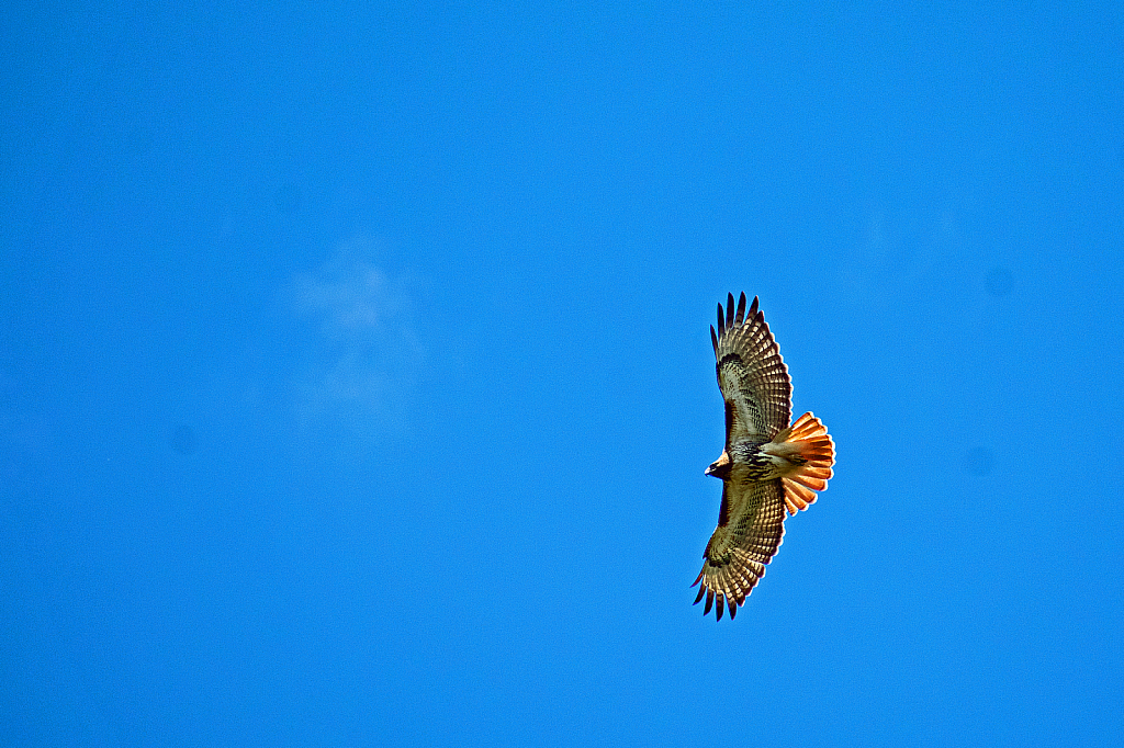 A Soaring Red-Tailed Hawk