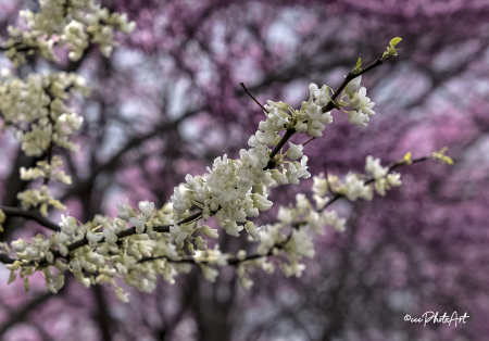 Springblossoms