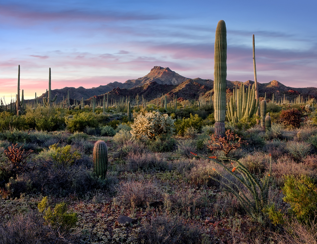 Desert Spring Garden