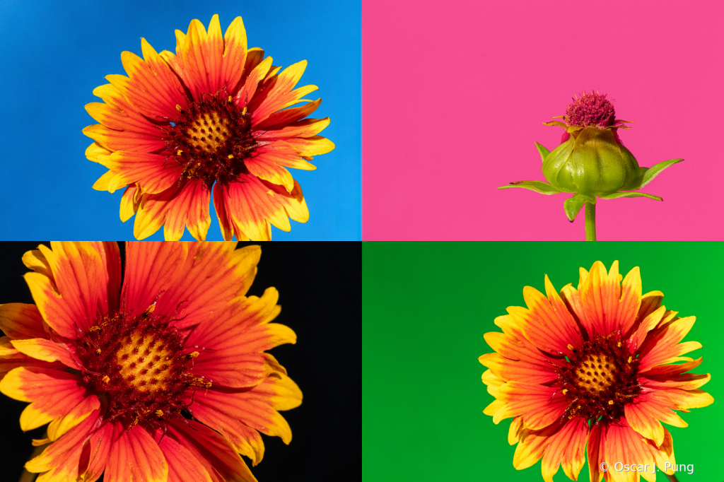 Flower Montage