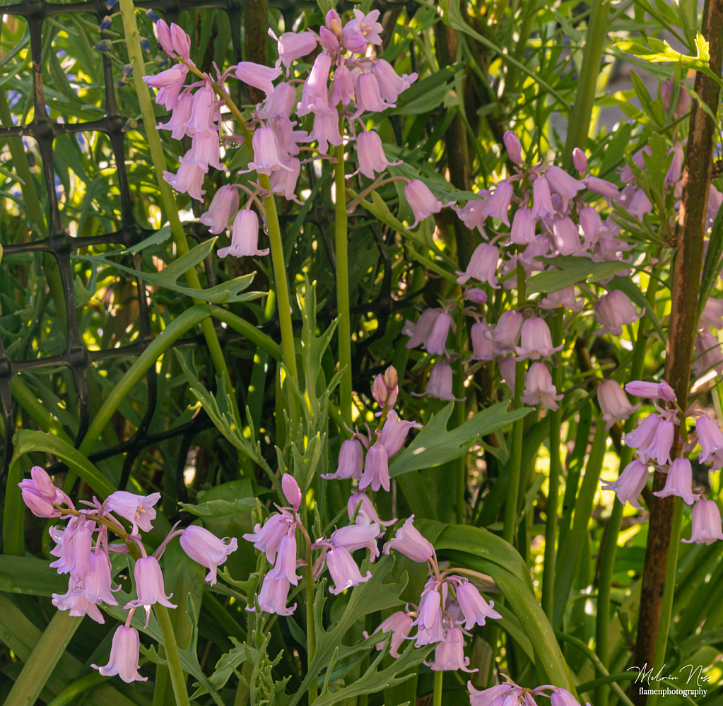 Pink Bells - ID: 15816343 © Melvin Ness