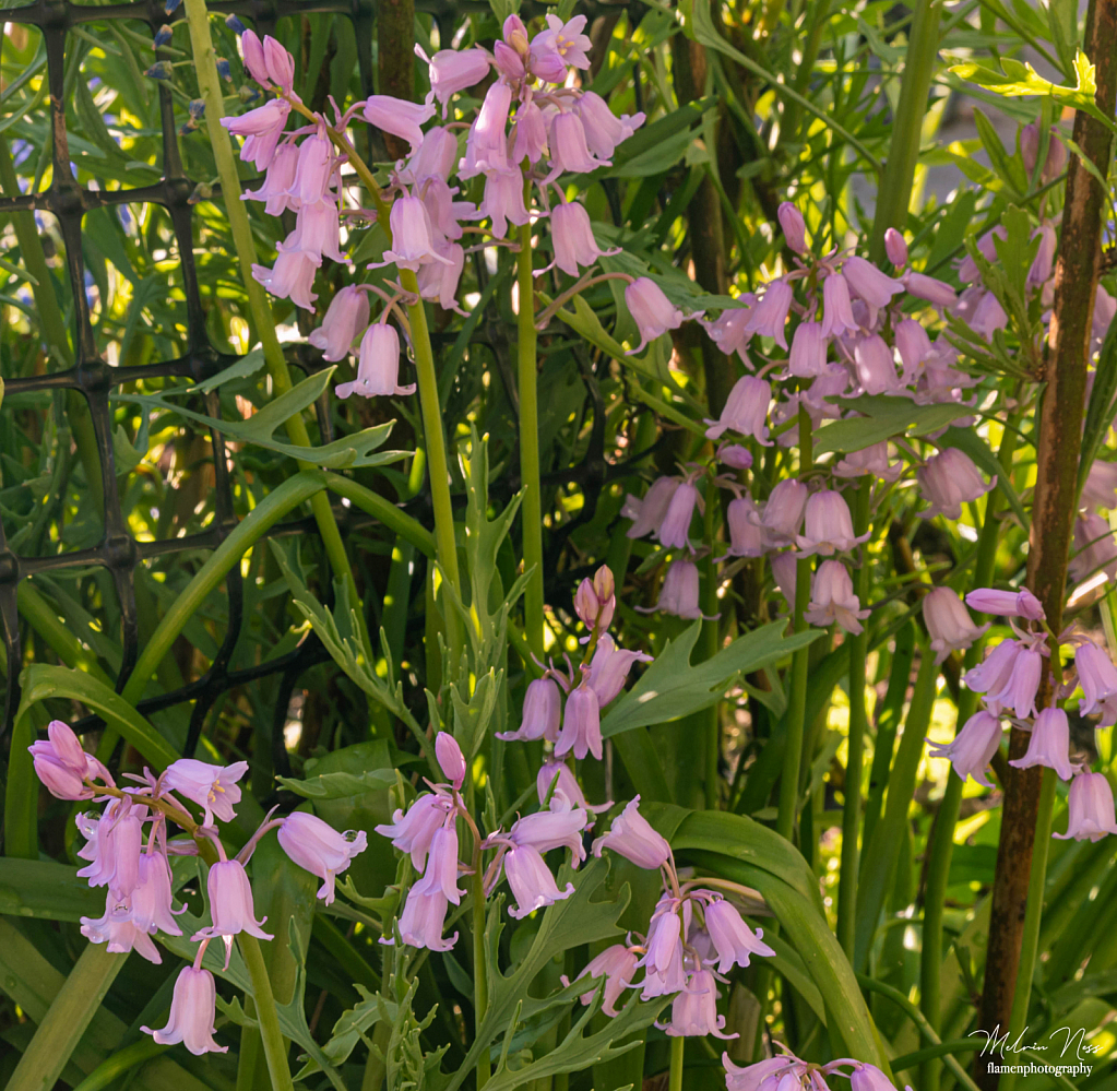 Pink Bells