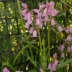 Pink Bells - ID: 15816343 © Melvin Ness