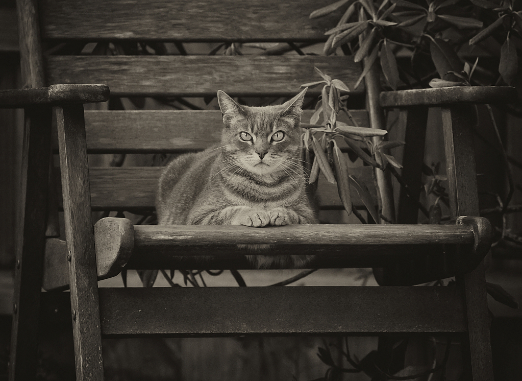 Izzy on chair