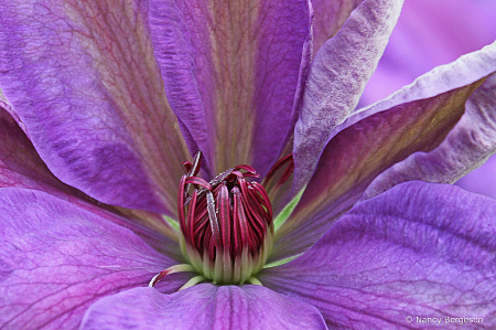 Clematis Royality