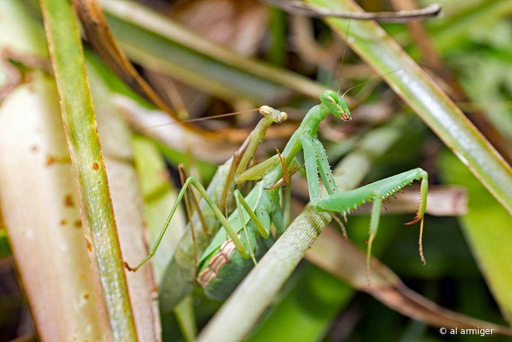 Mating Praying Mantis - ID: 15816496 © al armiger