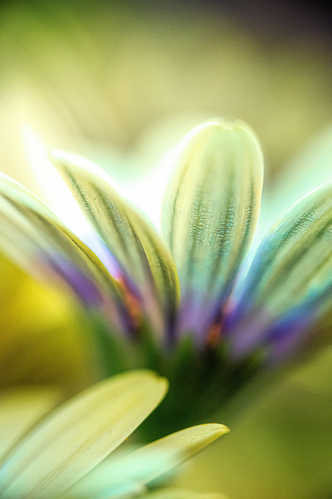 African Daisy