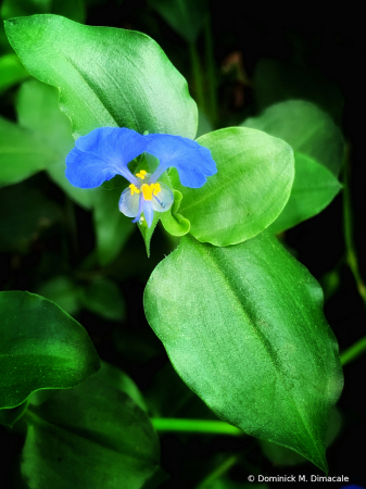 ~ ~ BLUE AND YELLOW ON GREEN ~ ~ 