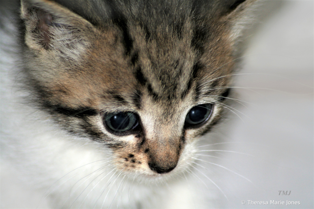 Cute Kitten - ID: 15816625 © Theresa Marie Jones