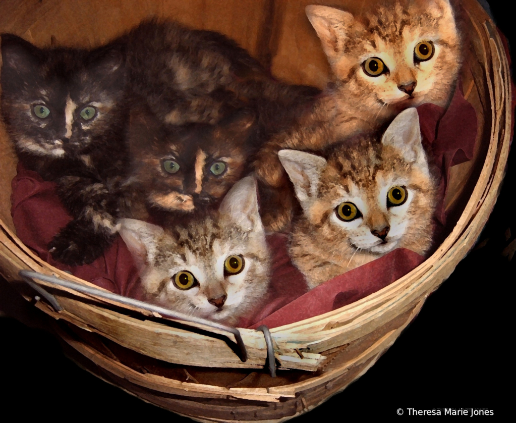 Free Kittens - ID: 15816630 © Theresa Marie Jones