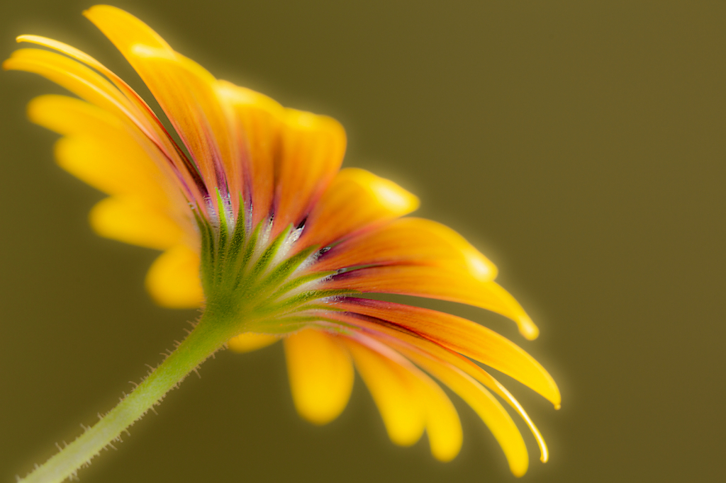 Purple Sun Mum II