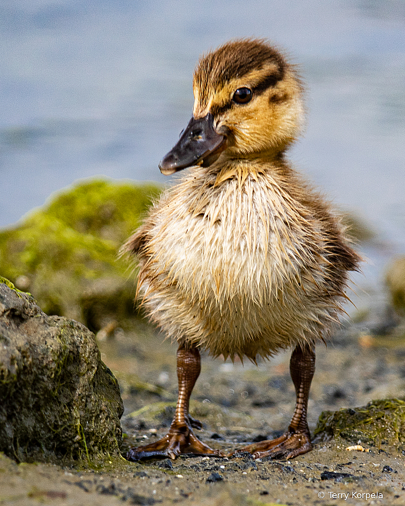 Duckling About 10 Days Old - ID: 15816457 © Terry Korpela