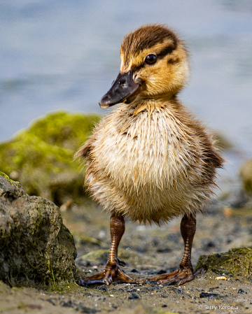 Duckling About 10 Days Old