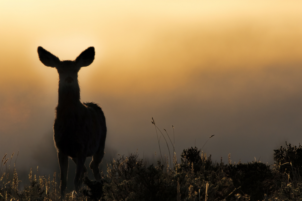 Muley in the Mist