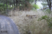 Leopard in grass ...