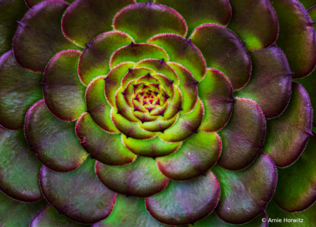 Concentric Symmetry