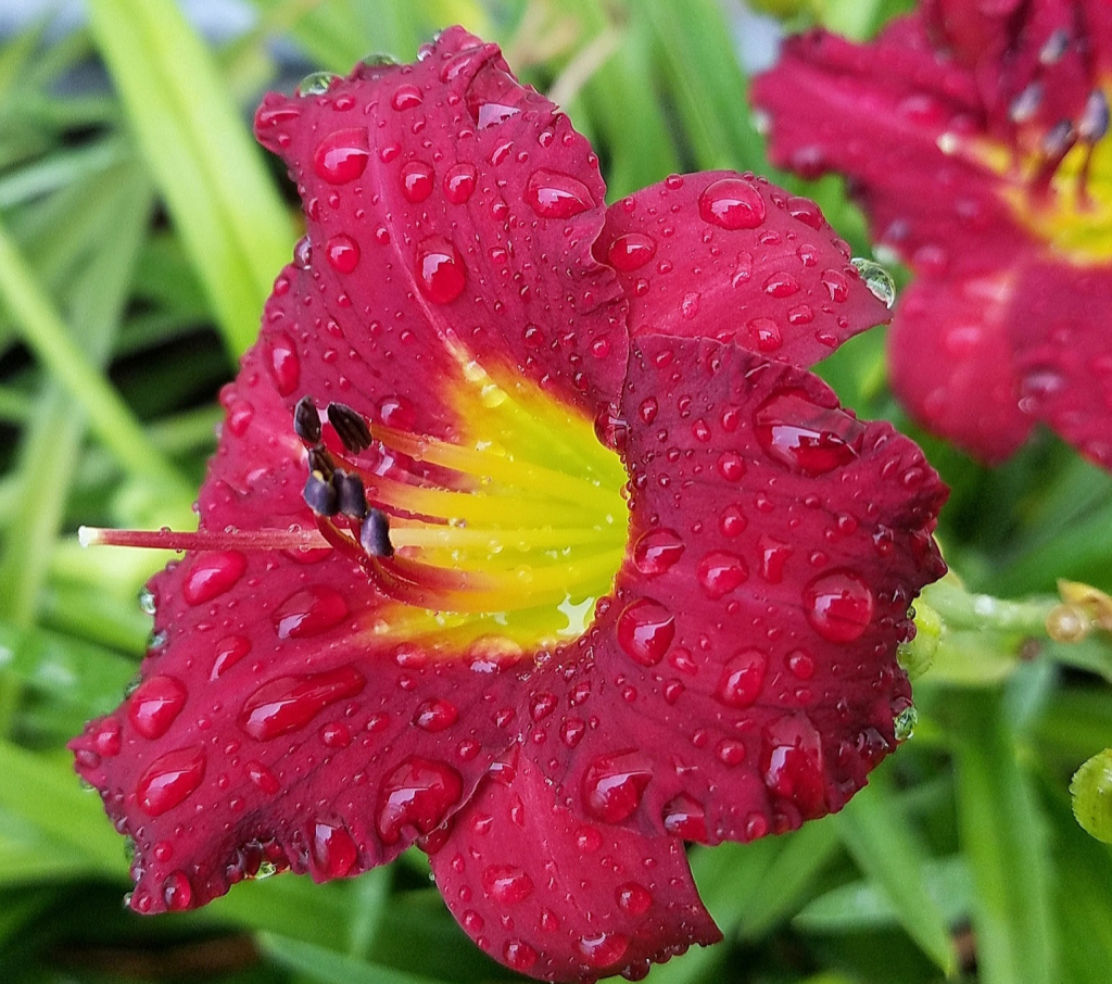 Raindrops on Lilies