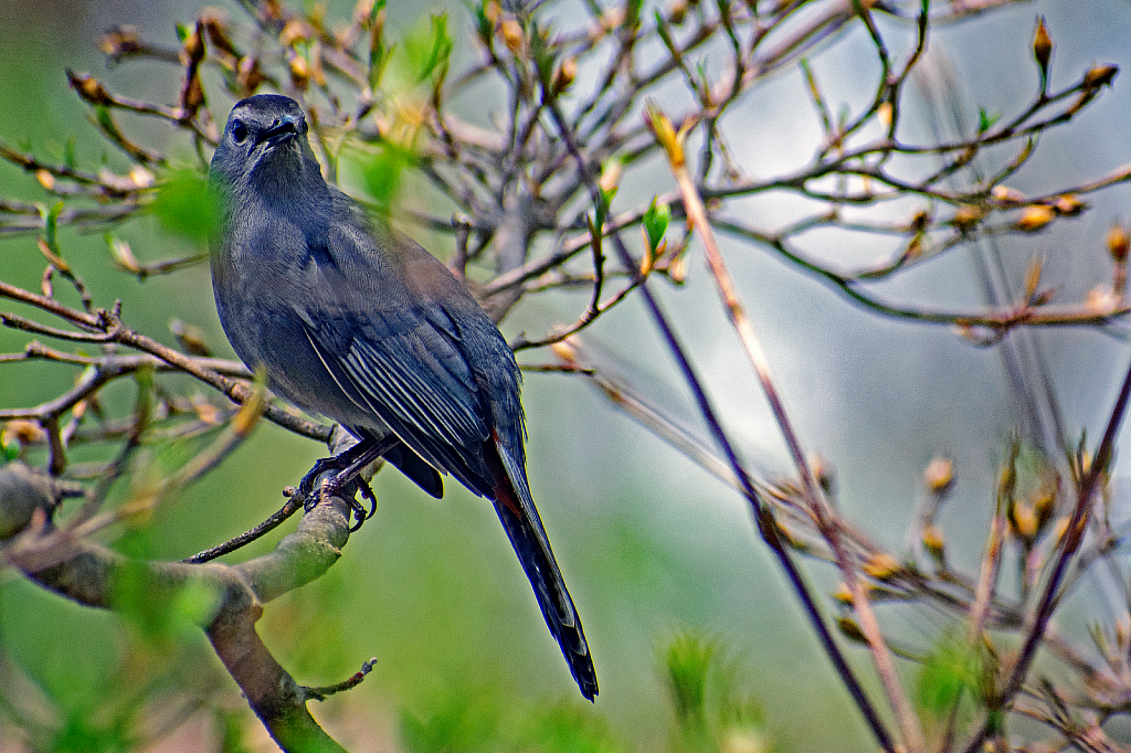 A Gray Catbird