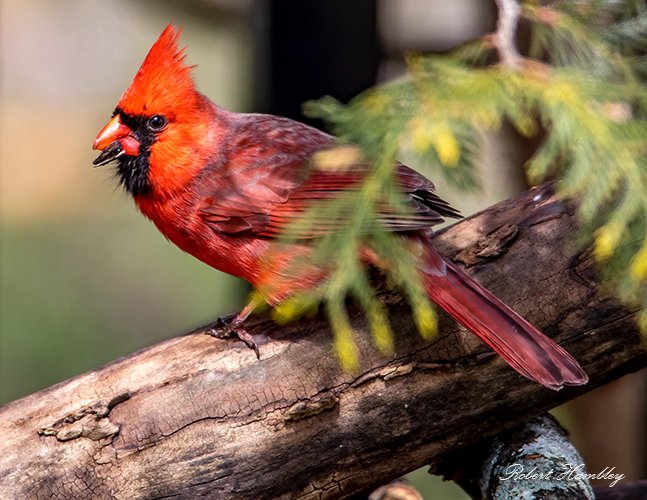 Northern Cardinal - ID: 15816759 © Robert Hambley